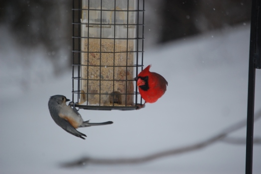 Toggling for seed! Photo by Michelene Cain
