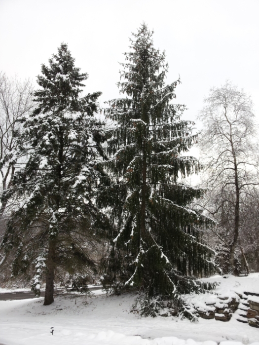 Pine Trees Winter 2013